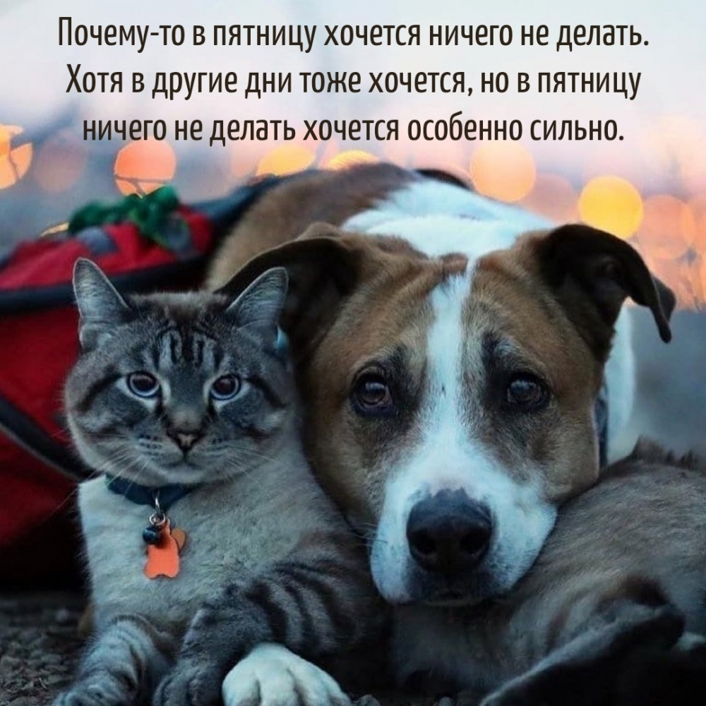 Почему-то в пятницу хочется ничего не делать.