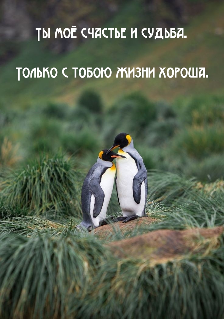 Ты моё счастье и судьба. Только с тобою жизни хороша.