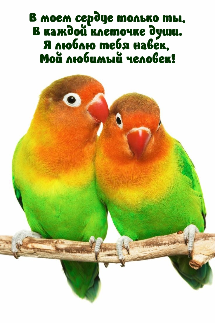 Я люблю тебя навек, мой любимый человек!