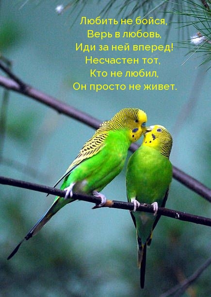 Любить не бойся, верь в любовь
