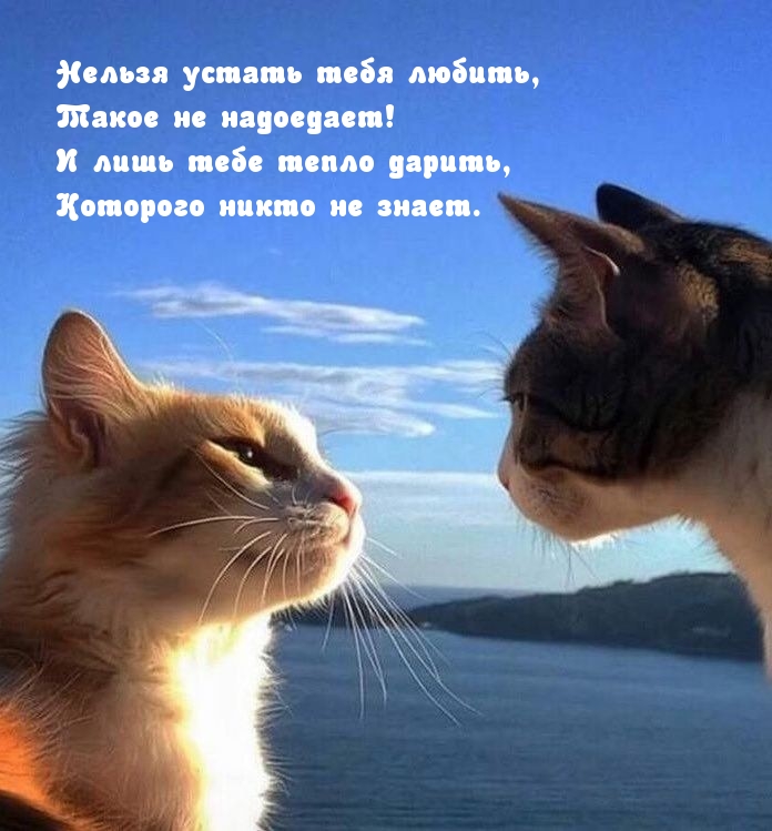 Нельзя устать тебя любить, Такое не надоедает!