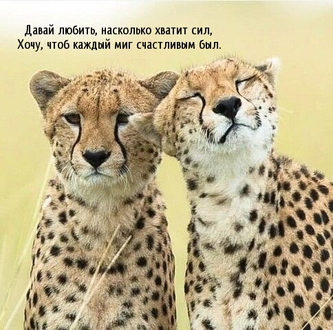 Давай любить, насколько хватит сил,