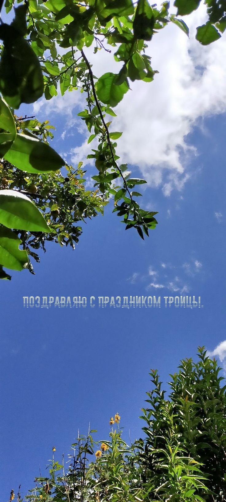 Поздравляю с праздником Троицы.