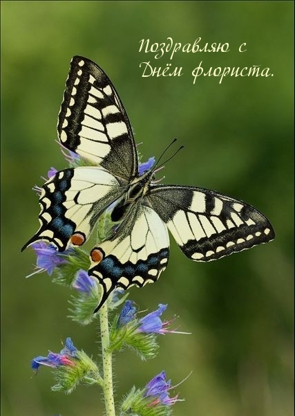 Поздравляю с Днём флориста.