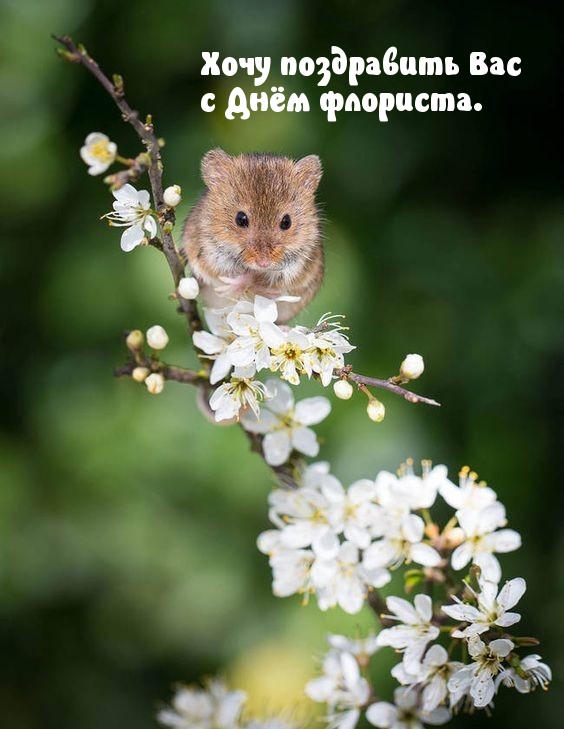 Хочу поздравить Вас с Днём флориста.