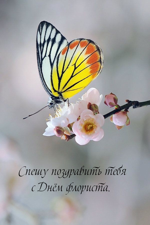 Спешу поздравить тебя с Днём флориста.
