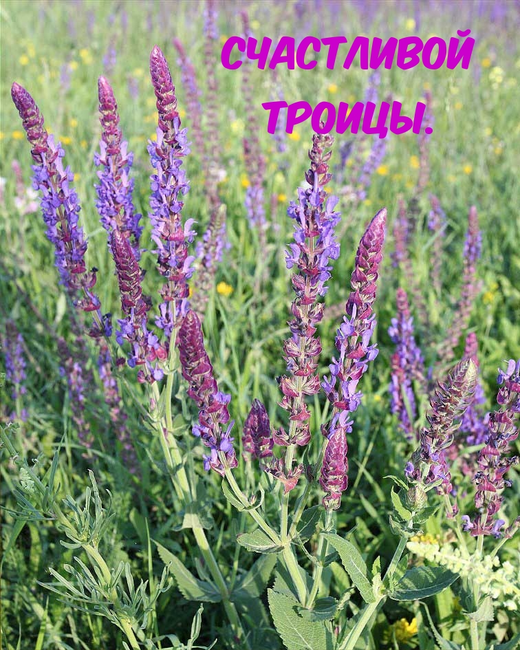 Счастливой Троицы.