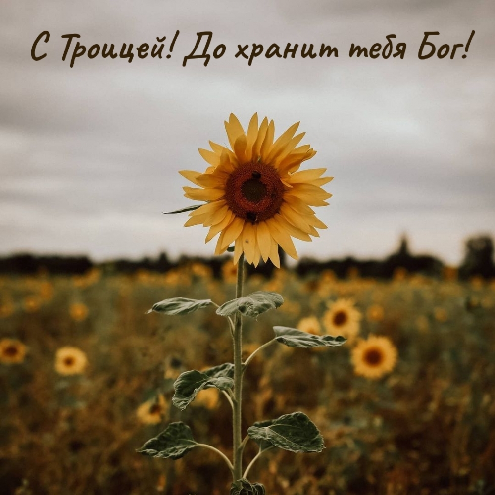 С Троицей! До хранит тебя Бог!