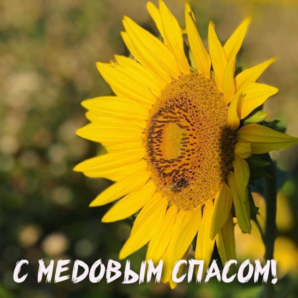 С медовым спасом!