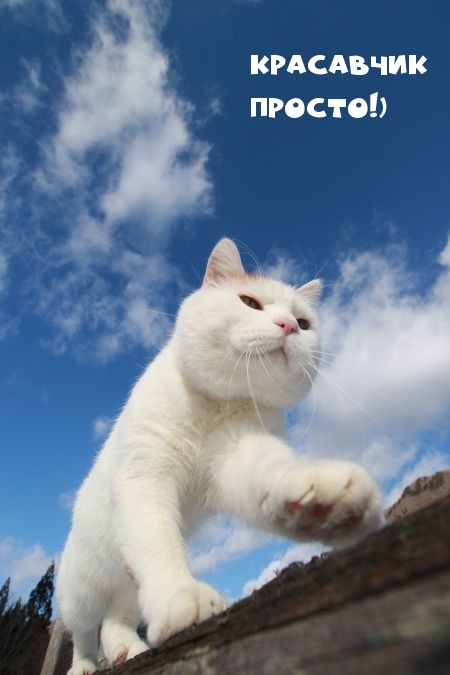 Красавчик просто!)