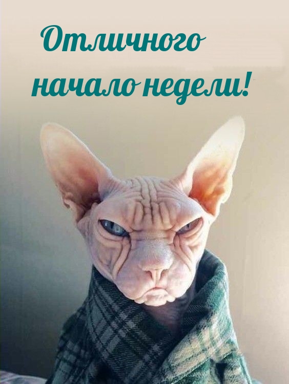 Отличного начало недели!