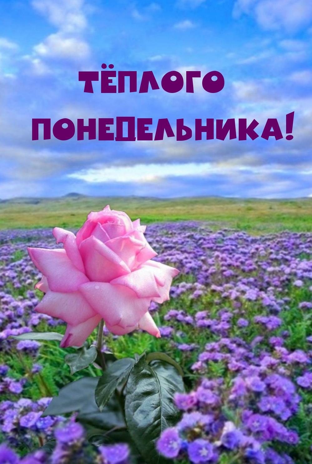 Тёплого понедельника!