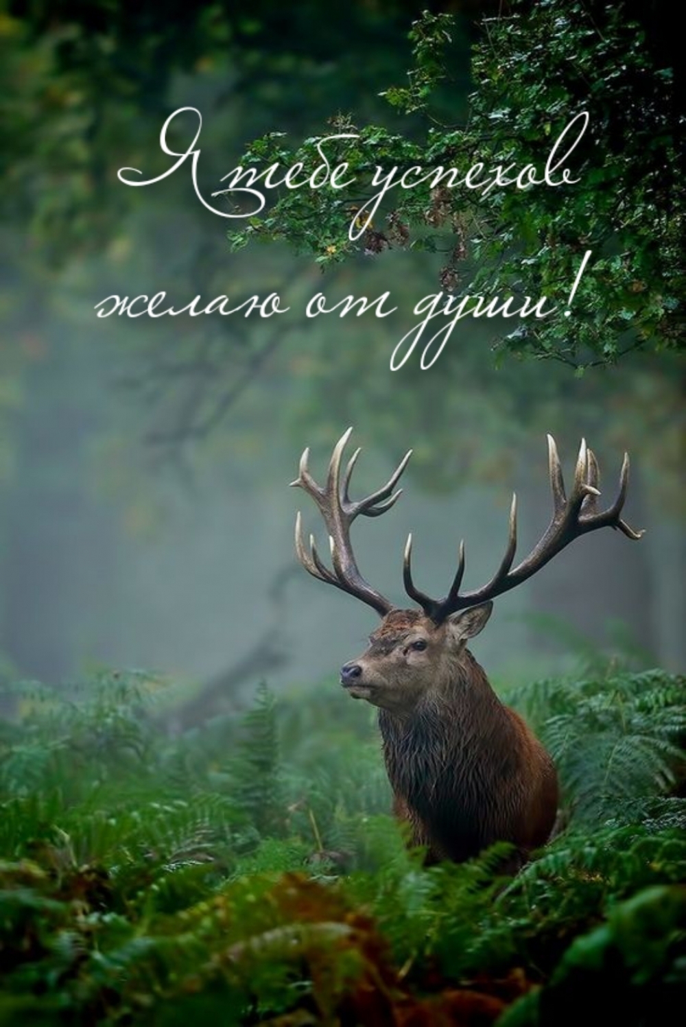 Я тебе успехов желаю от души!