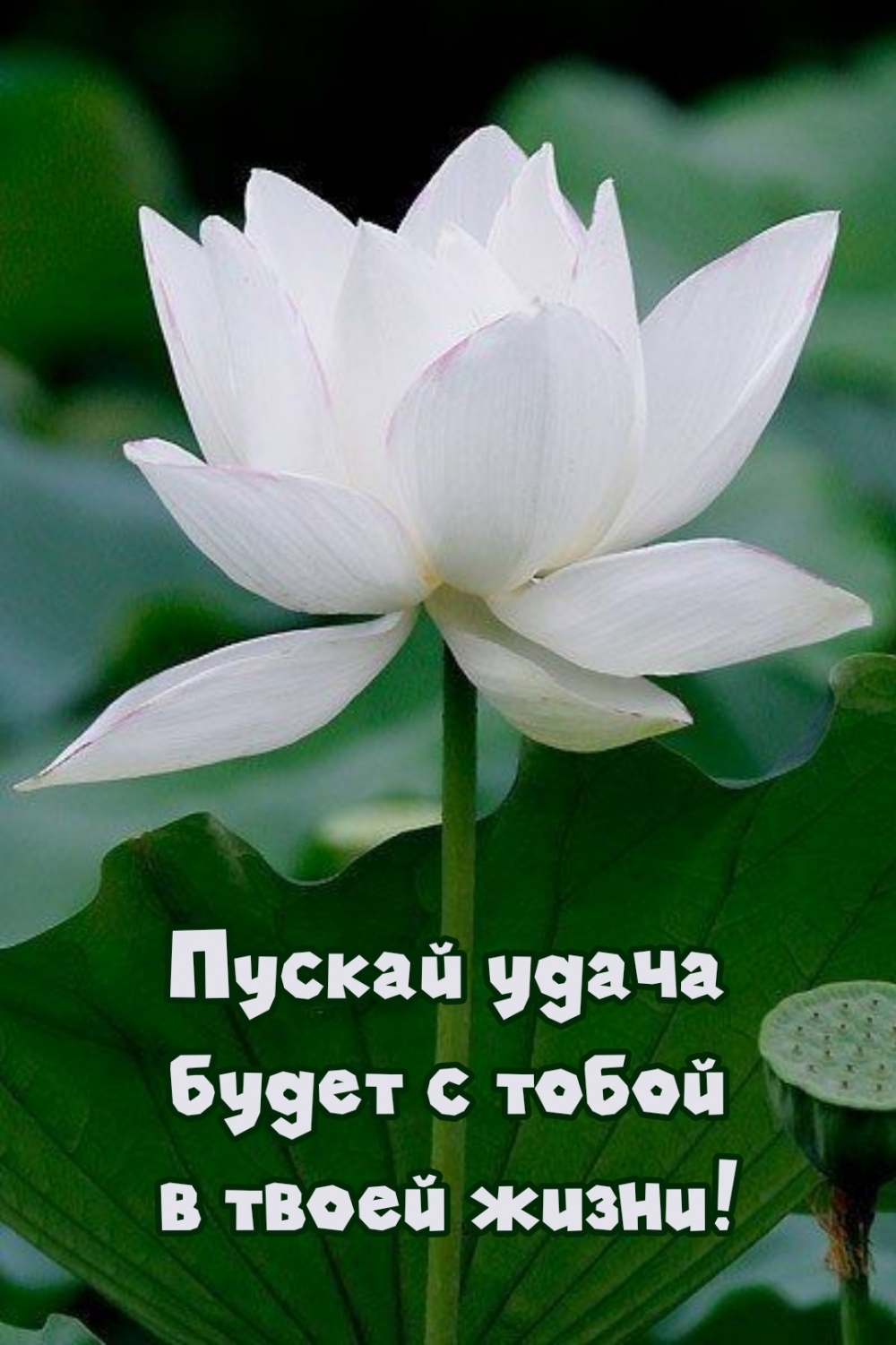 Пускай удача будет с тобой в твоей жизни!