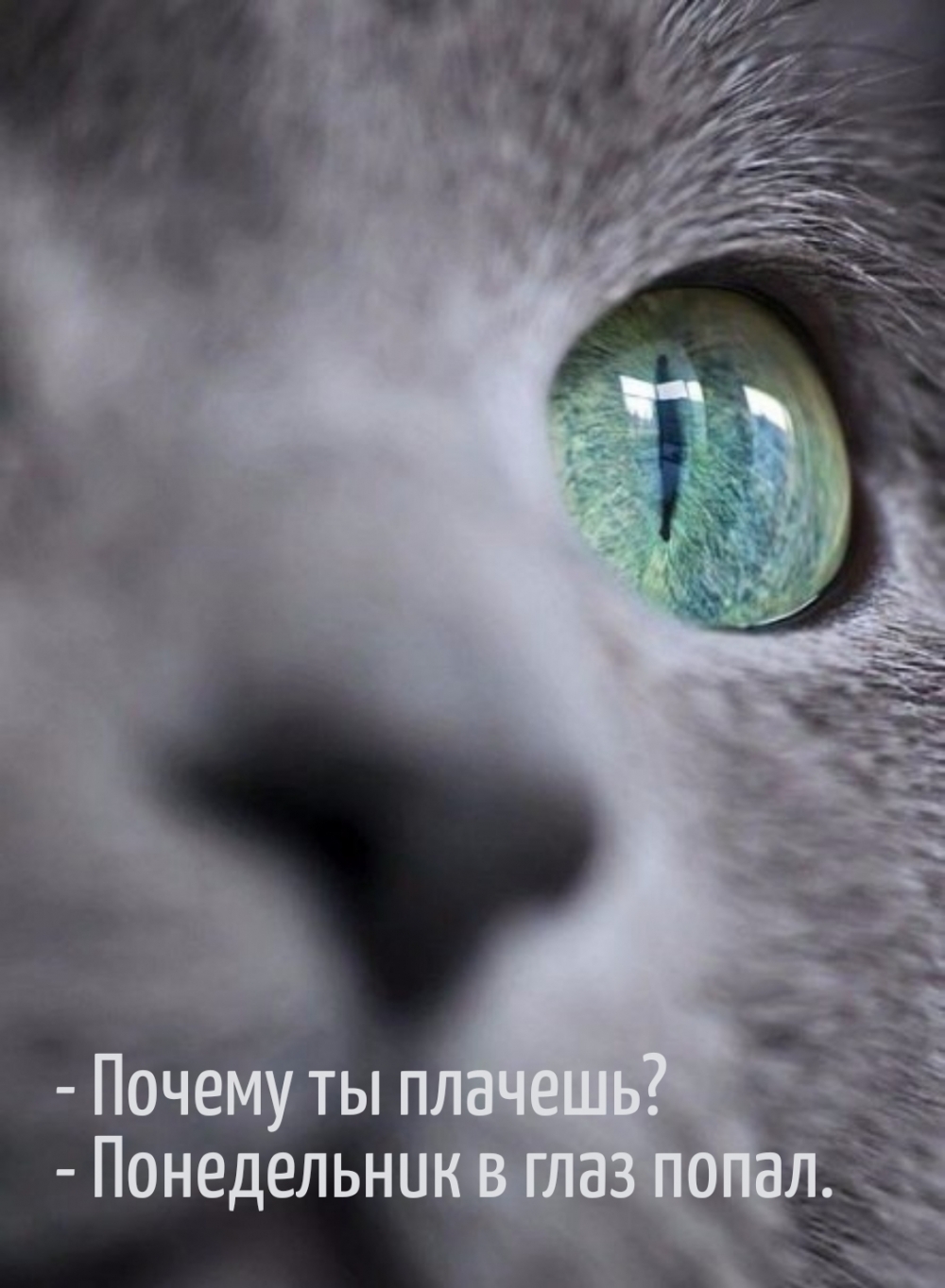 Картинки с надписями.  - Почему ты плачешь? - Понедельник в глаз попал..