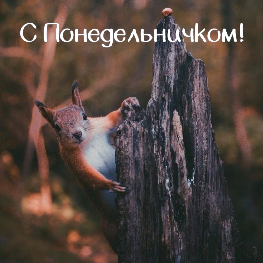 С Понедельничком!