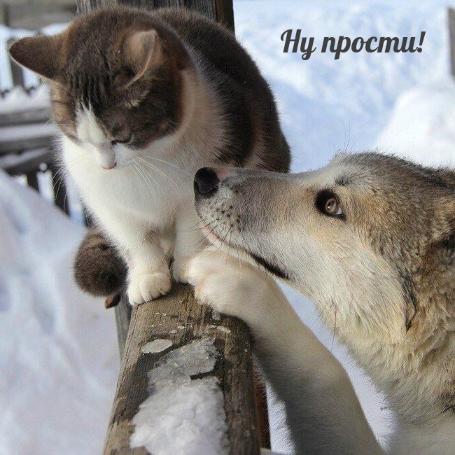 Ну прости!