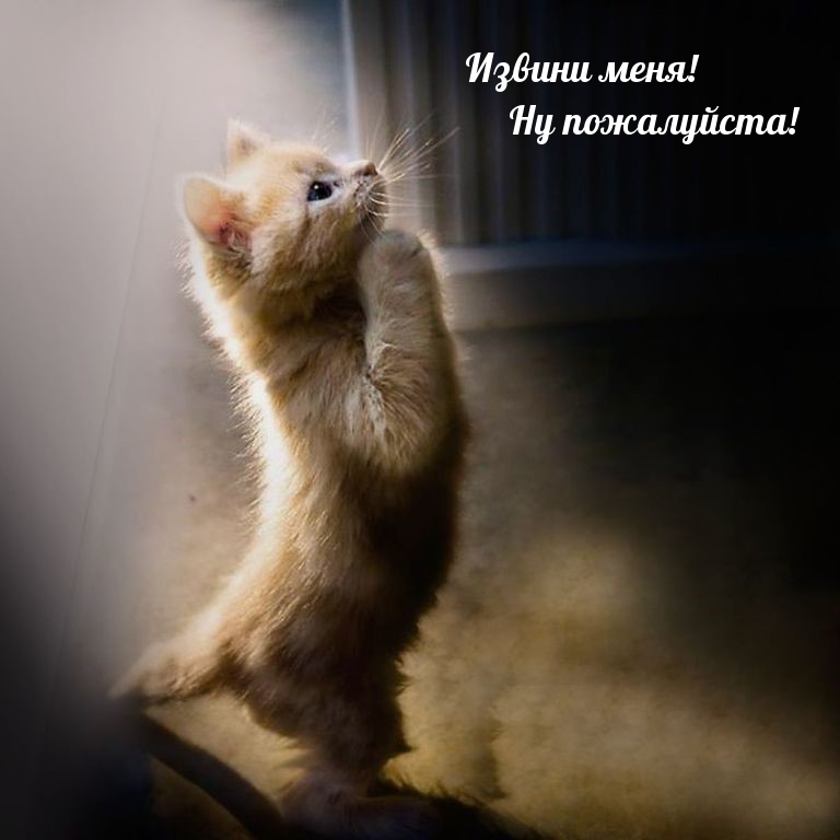 Извини меня! Ну пожалуйста!