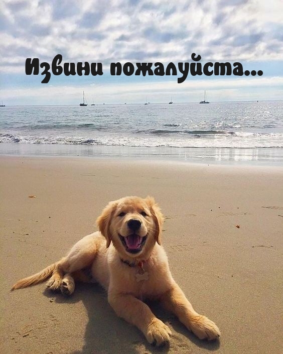 Извини пожалуйста…