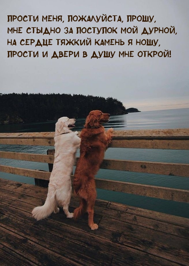 Прости меня, пожалуйста, прошу