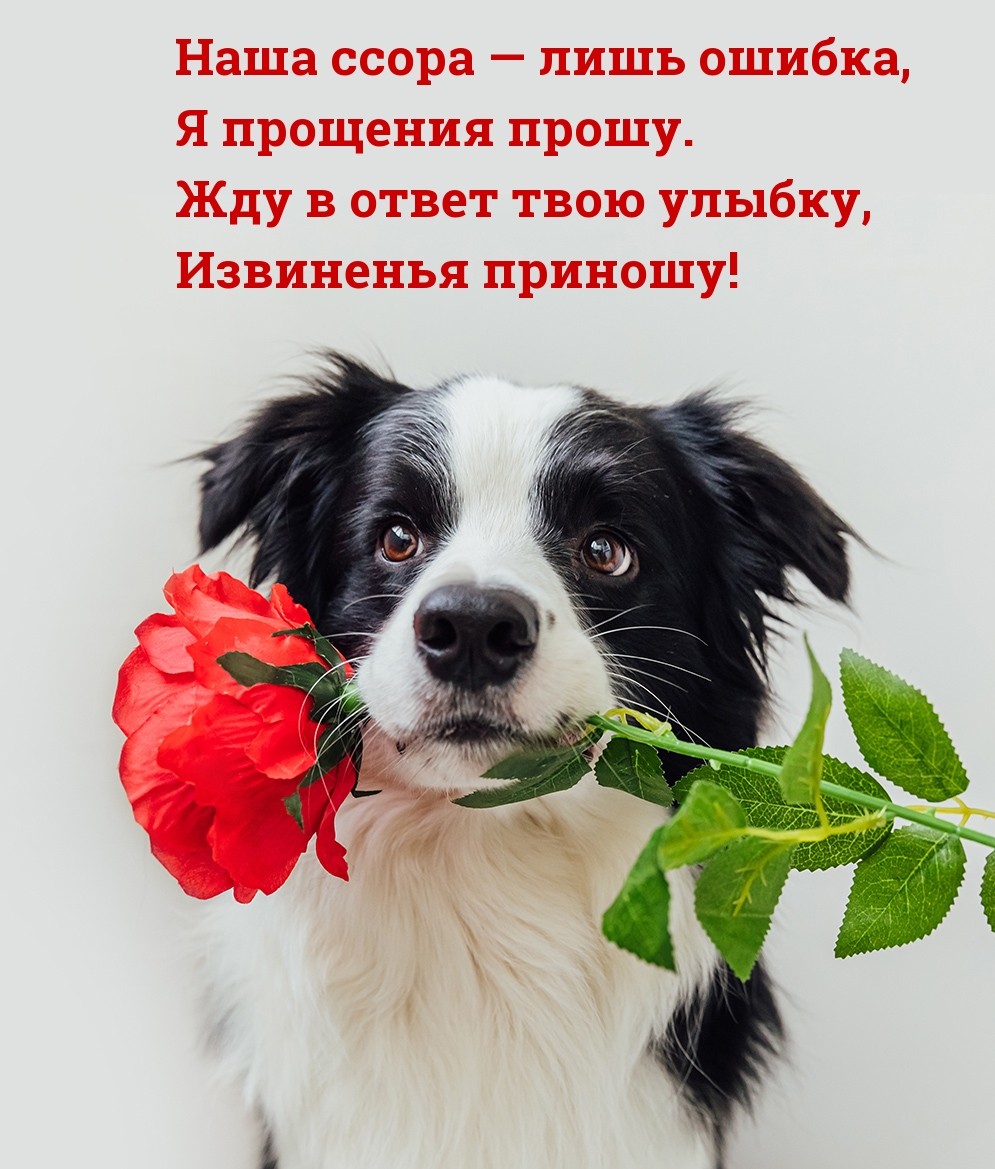 Наша ссора — лишь ошибка, я прощения прошу.