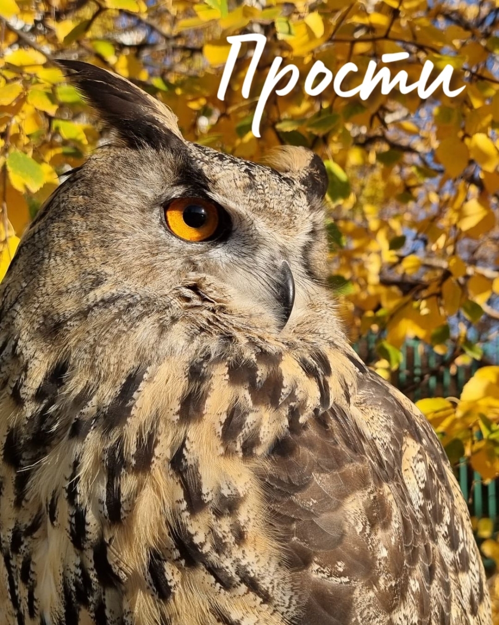 Прости