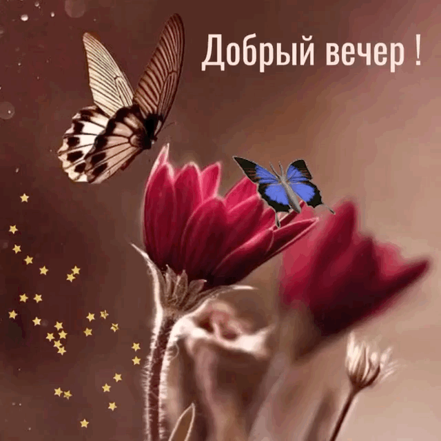 Добрый вечер!