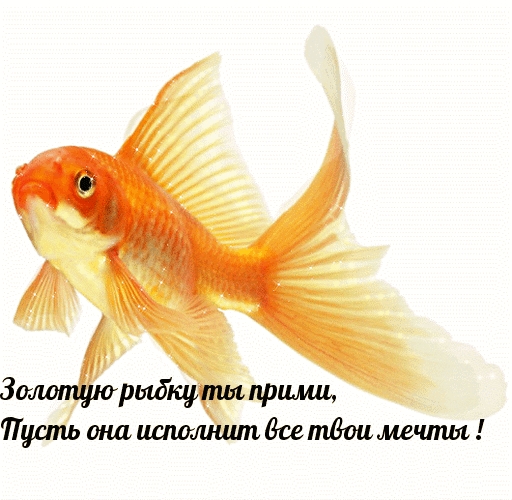 Золотую рыбку ты прими, Пусть она исполнит все твои мечты!