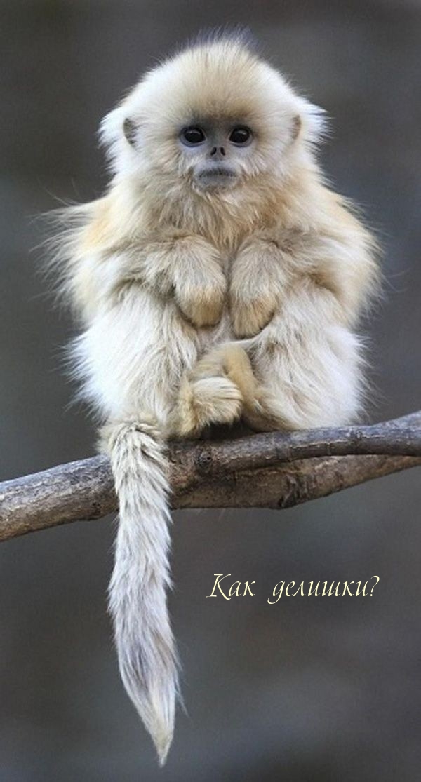Как делишки?