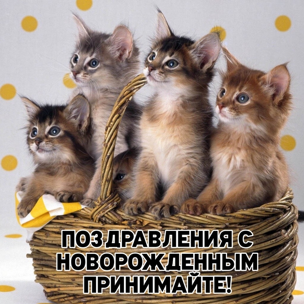 Поздравления с Новорожденным принимайте!
