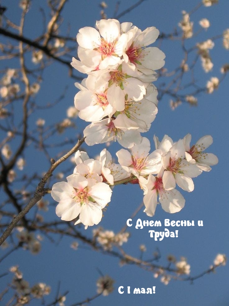 С Днем Весны и Труда! С 1 мая!