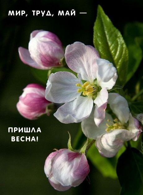 Мир, труд, май — пришла весна!