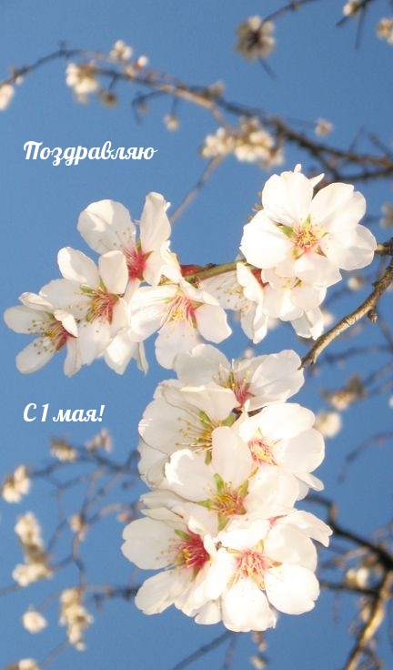 Поздравляю С 1 мая!