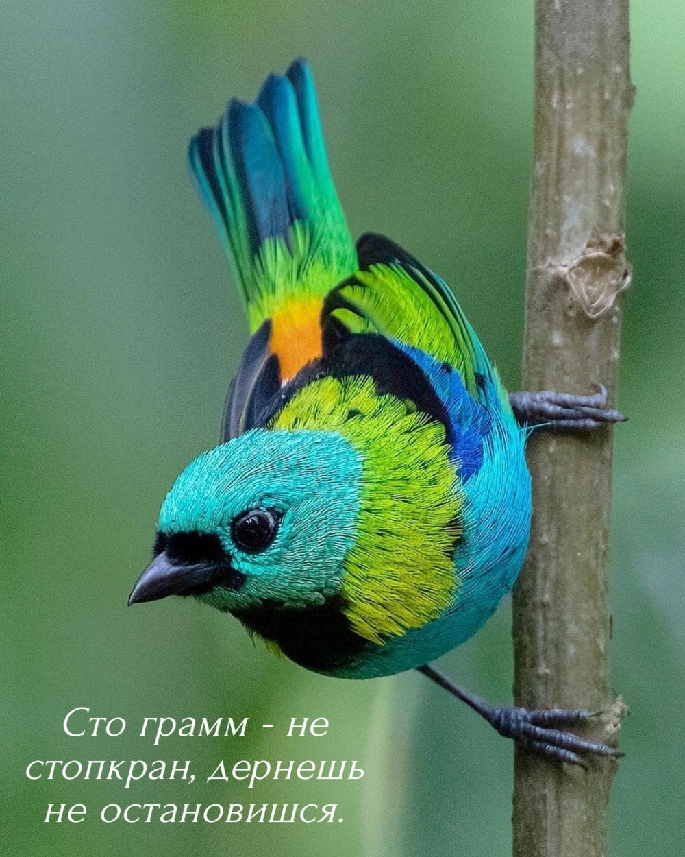 Сто грамм — не стопкран, дернешь не остановишся.