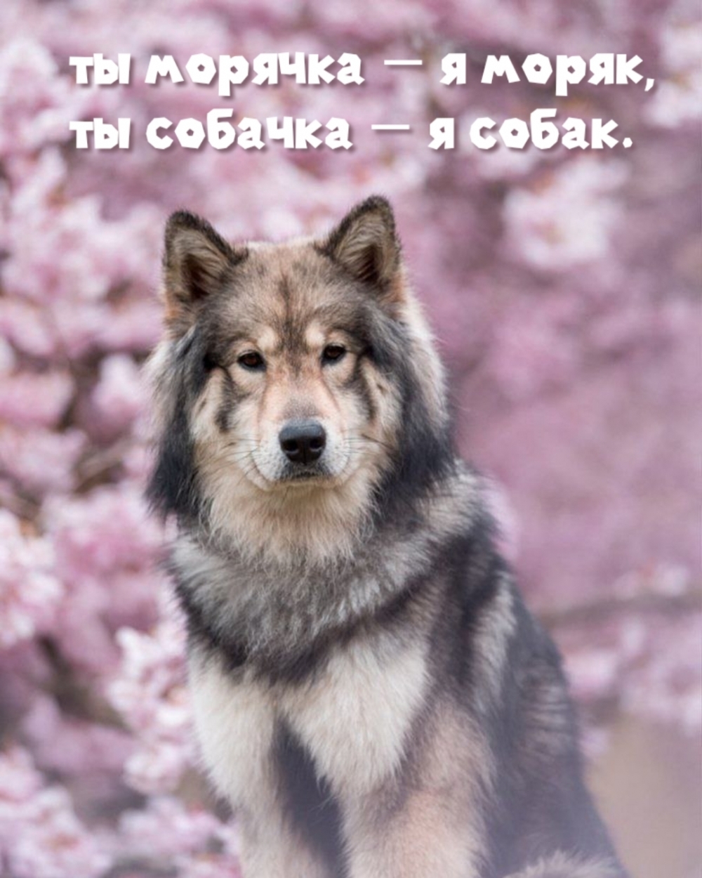 ты морячка — я моряк, ты собачка — я собак.