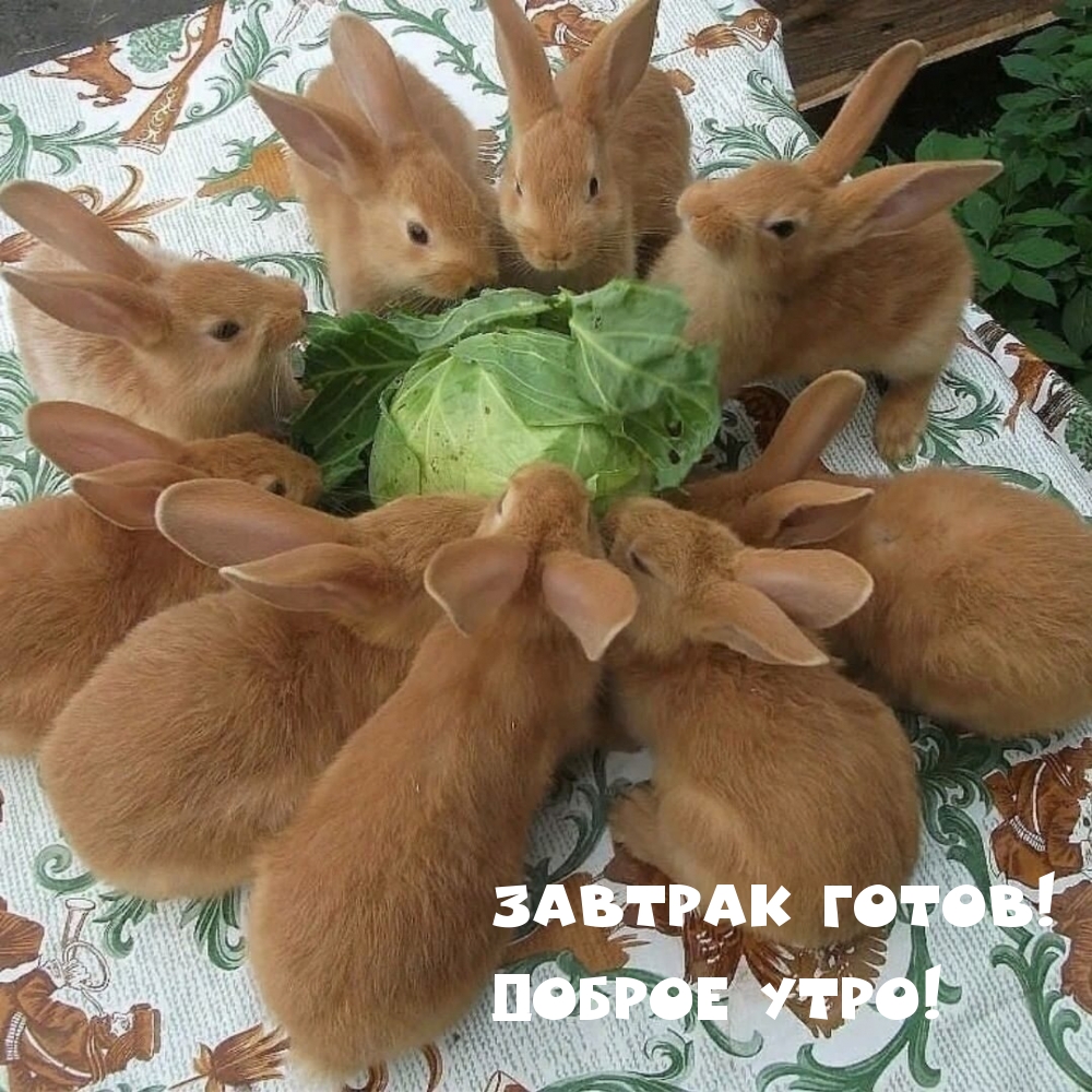 ЗАВТРАК ГОТОВ! ДОБРОЕ УТРО!