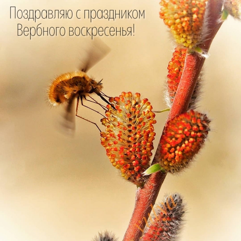 Поздравляю с праздником Вербного воскресенья!