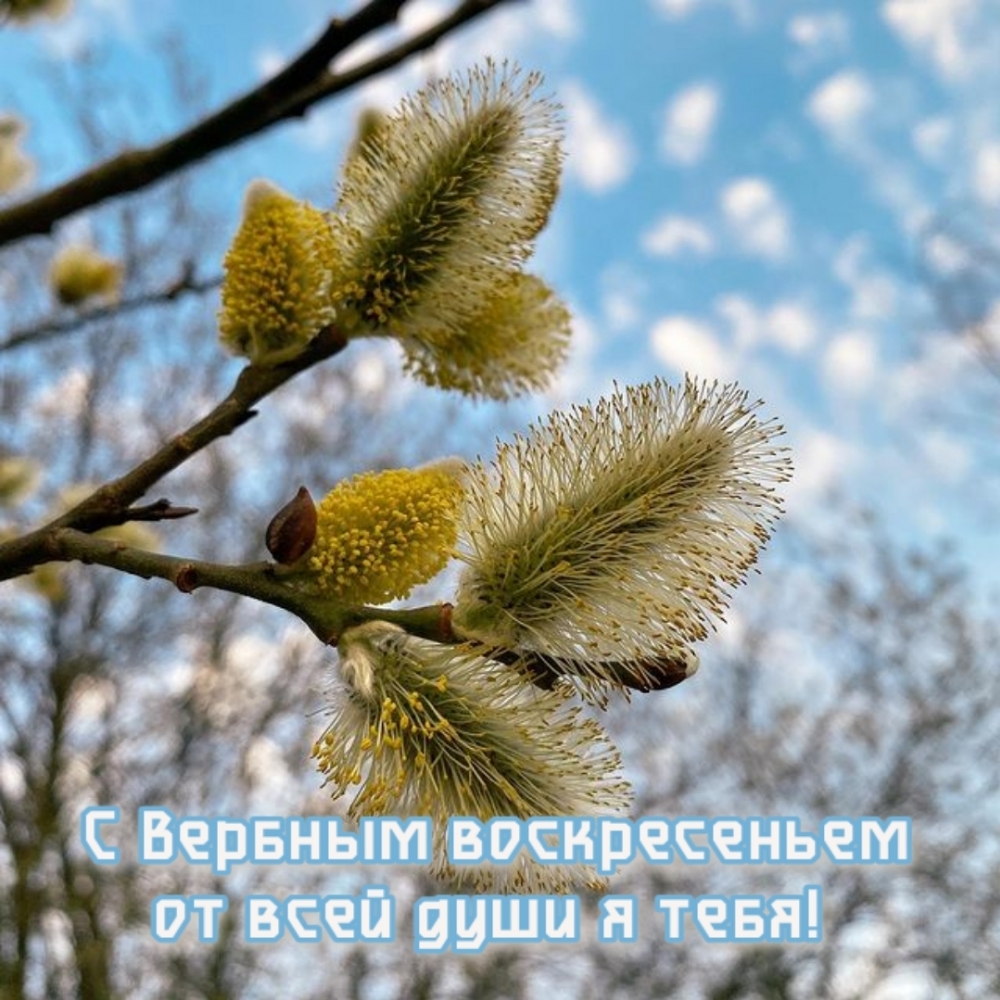 С Вербным воскресеньем от всей души я тебя!