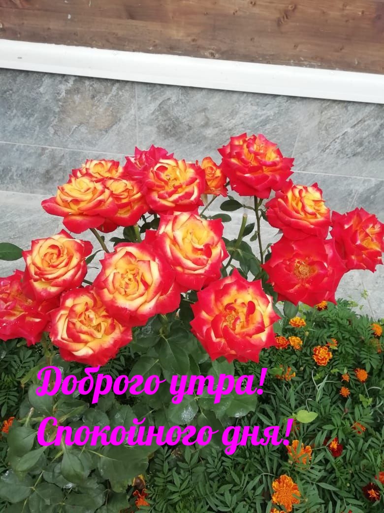Доброго утра! Спокойного дня!