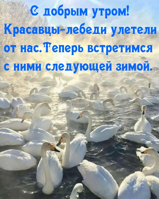 С добрым утром! Красавцы-лебеди улетели от нас.