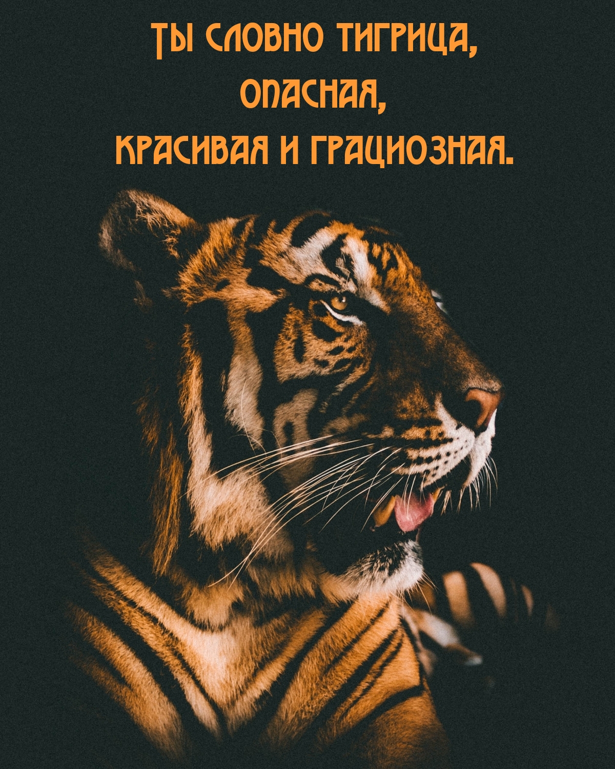 Ты словно тигрица, опасная, красивая и грациозная.