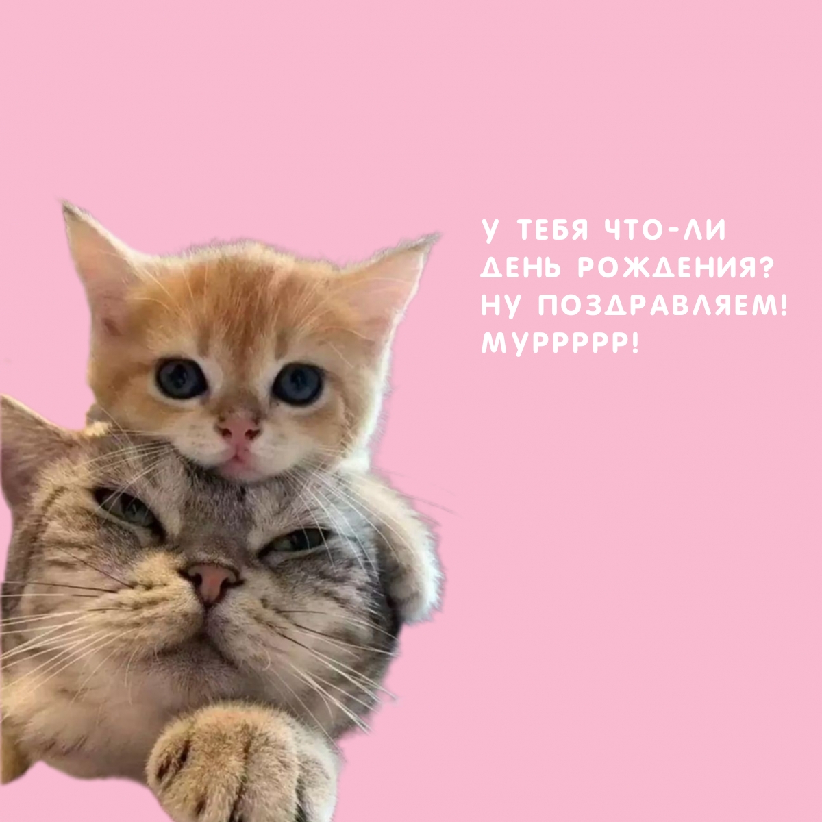 У тебя что-ли День рождения? Ну поздравляем! Муррррр!