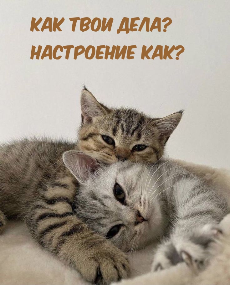 Как твои дела? Настроение как?