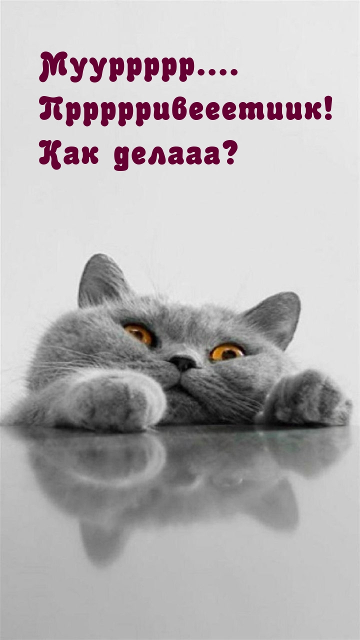 Мууррррр…. Пррррривееетиик! Как делааа?