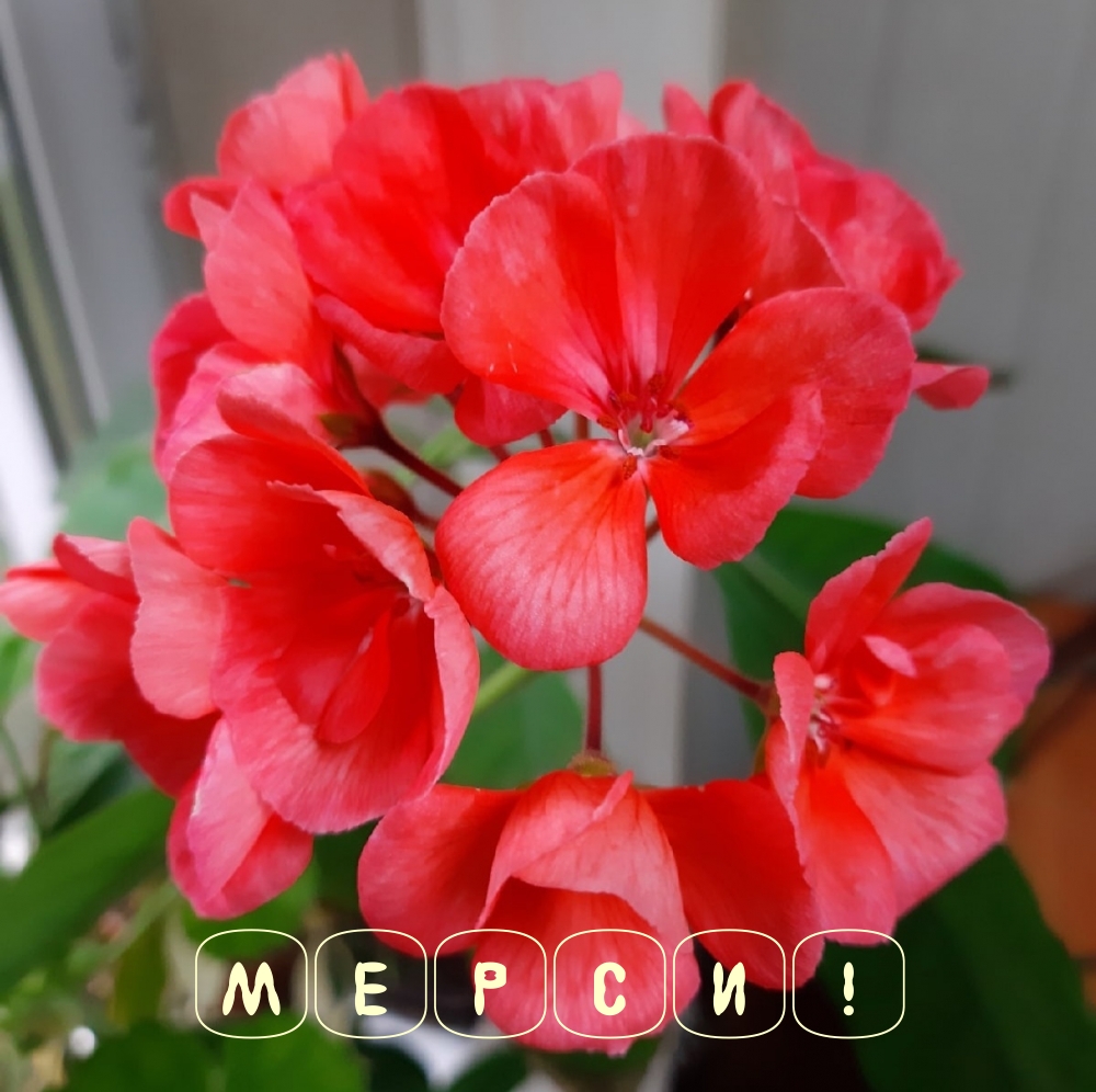 Мерси!