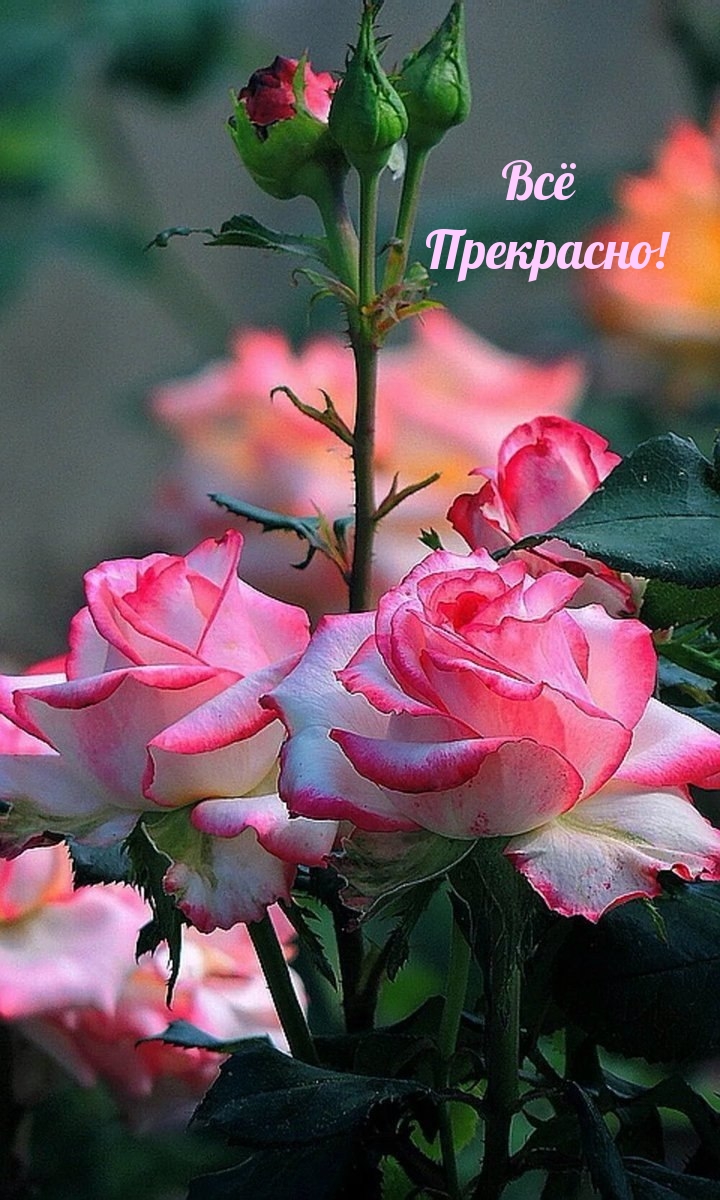 Всё Прекрасно!