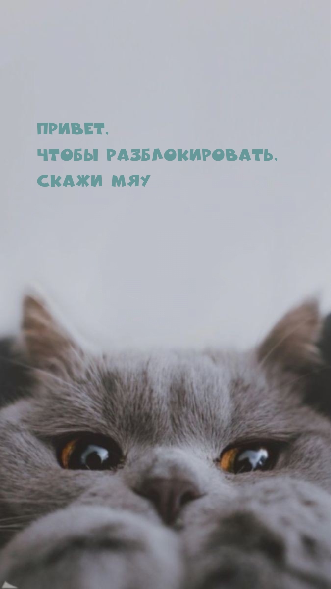 Привет, чтобы разблокировать, скажи МЯУ