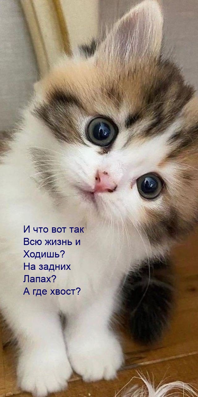 И что вот так всю жизнь и ходишь? На задних лапах? А где хвост?