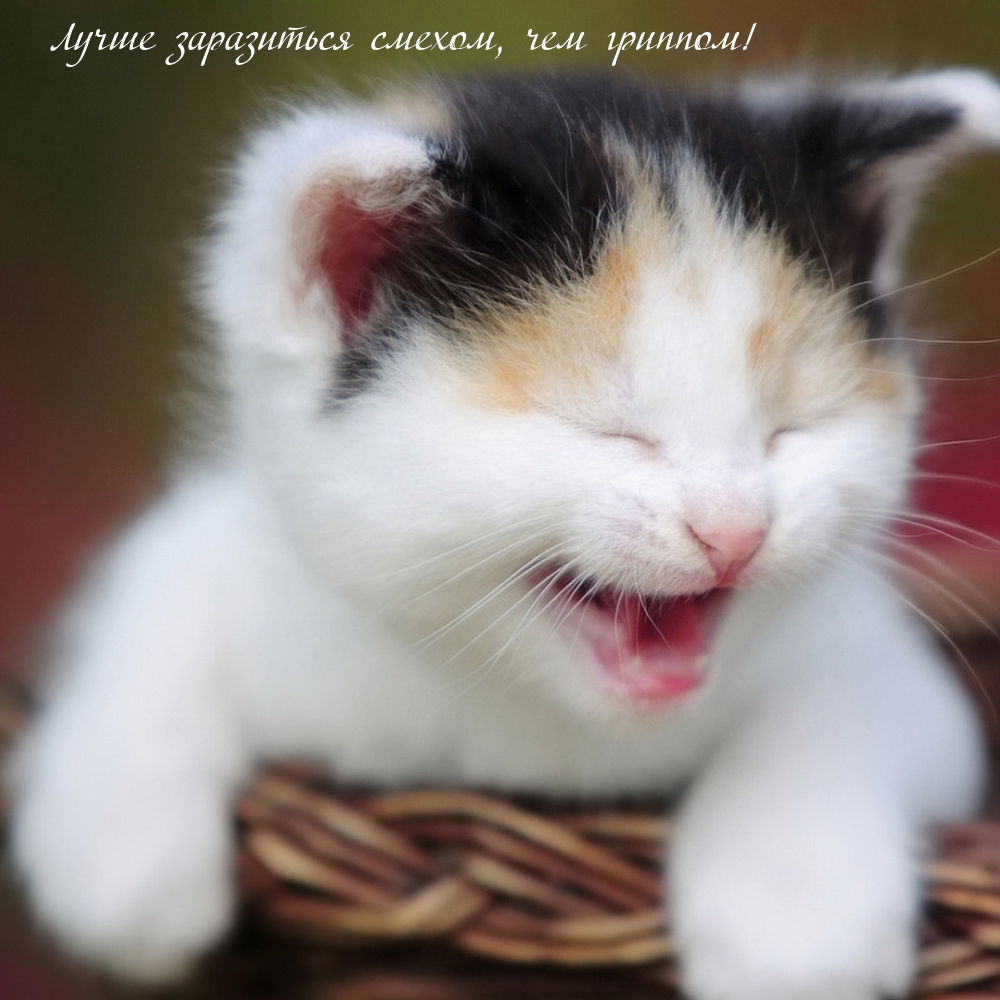 Лучше заразиться смехом, чем гриппом!