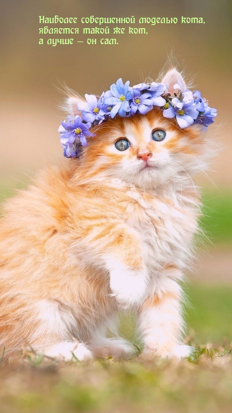 Наиболее совершенной моделью кота,  является такой же кот